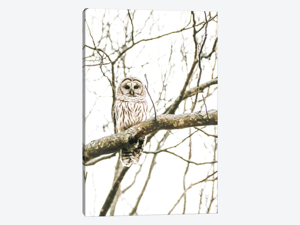 Barred Owl In The Wild by Debbra Obertanec 1-piece Art Print