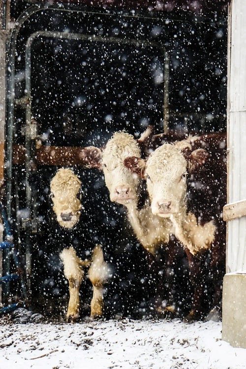 Three Cows