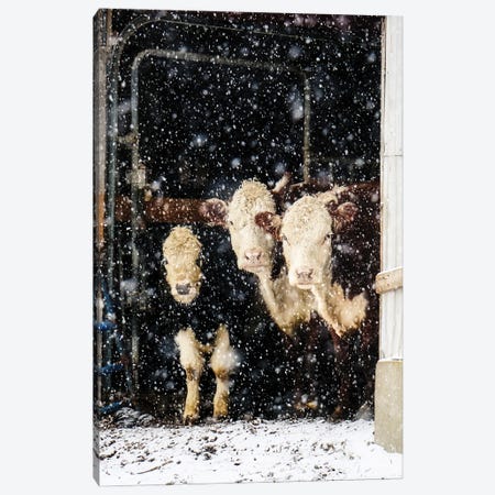 Three Cows Canvas Print #DEO139} by Debbra Obertanec Canvas Print