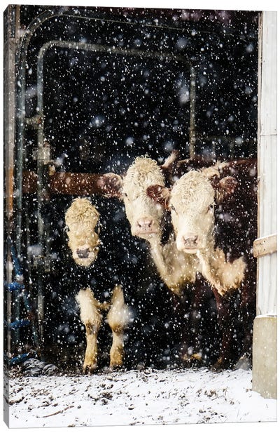 Three Cows Canvas Art Print - Debbra Obertanec