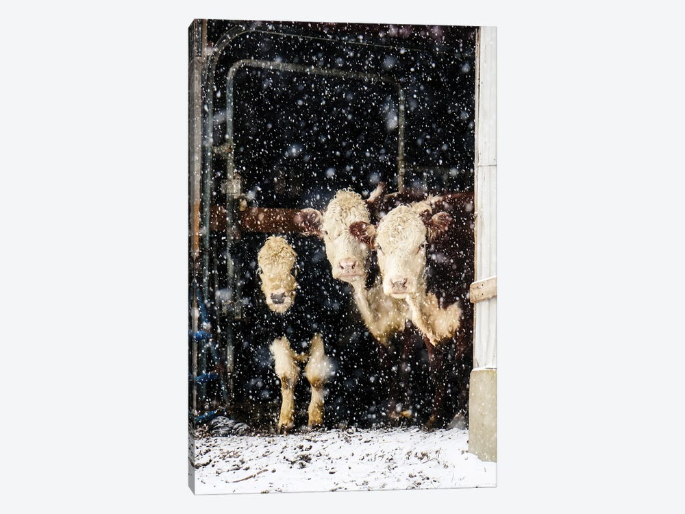 Three Cows by Debbra Obertanec 1-piece Canvas Art Print