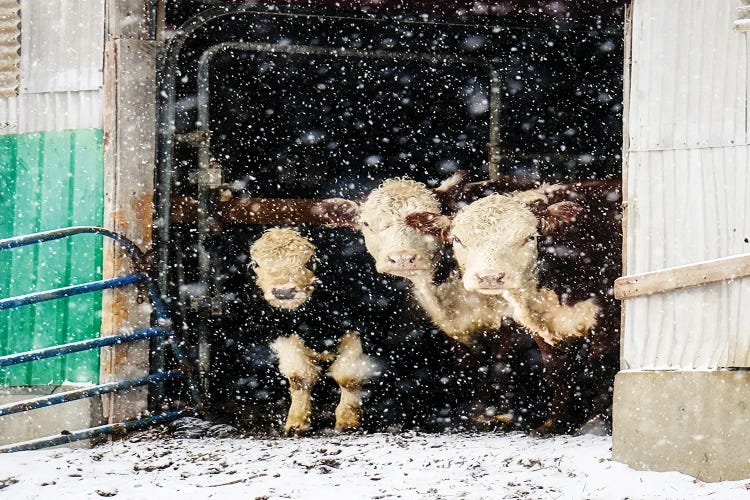 Winter Cows In Barn