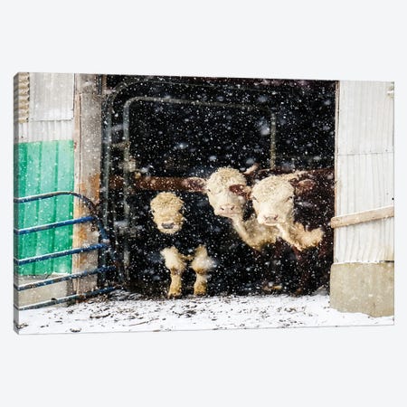 Winter Cows In Barn Canvas Print #DEO140} by Debbra Obertanec Canvas Artwork