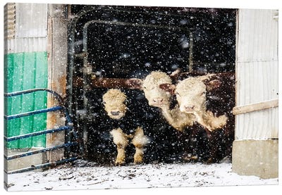 Winter Cows In Barn Canvas Art Print - Debbra Obertanec
