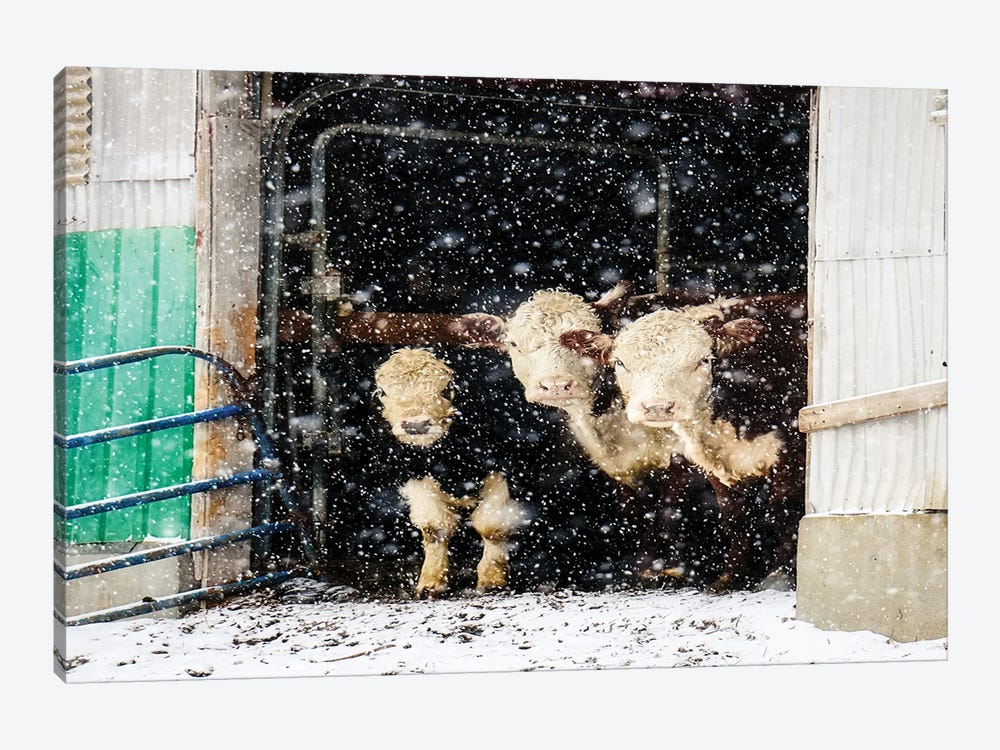 Winter Cows In Barn by Debbra Obertanec 1-piece Canvas Art Print