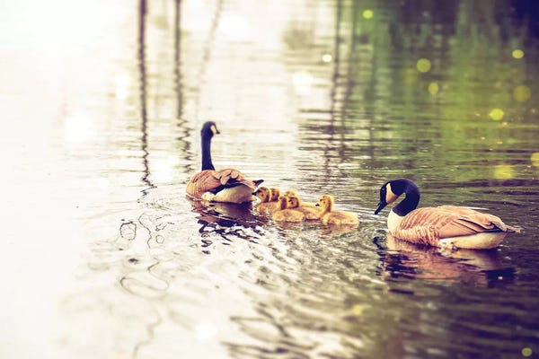 Geese: Family by Debbra Obertanec