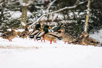 Mallards In The Snow by Debbra Obertanec canvas print