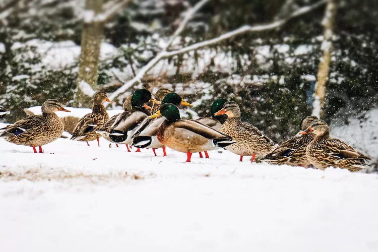 Mallards In The Snow