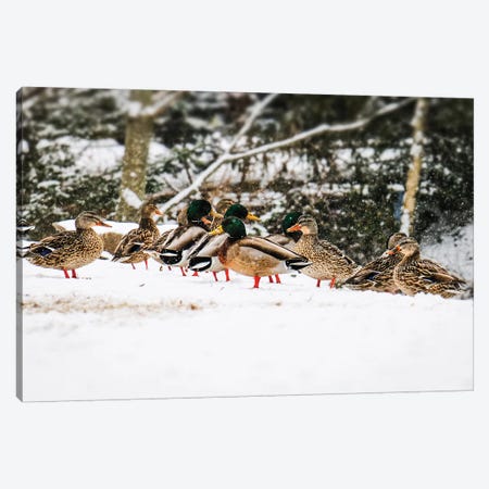 Mallards In The Snow Canvas Print #DEO40} by Debbra Obertanec Canvas Artwork