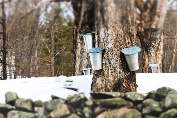 Maple Sugaring by Debbra Obertanec wall art