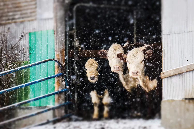 Barnyard Winter