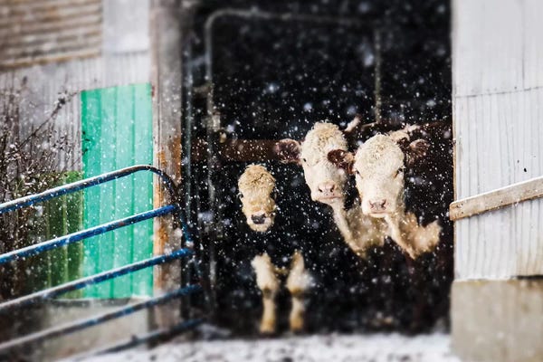 Photography: Barnyard Winter by Debbra Obertanec