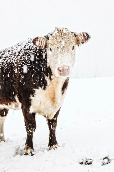 Prettiness by Debbra Obertanec canvas print