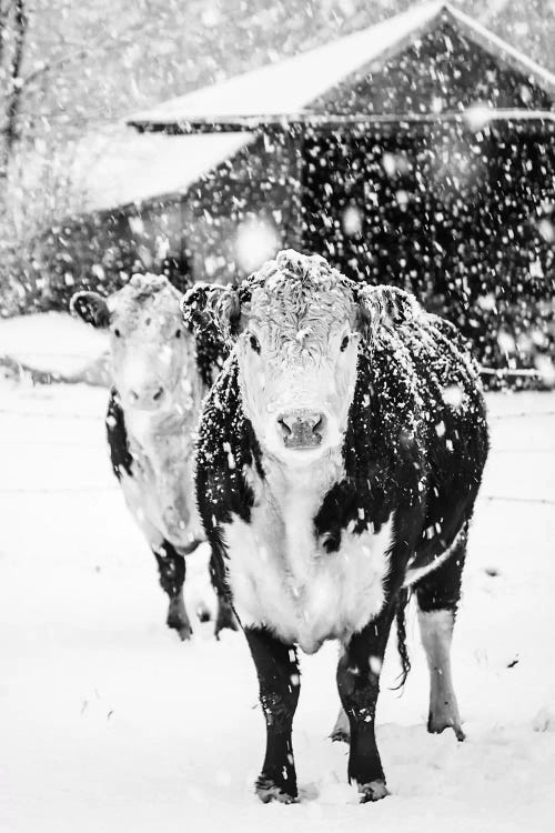 White Winter On The Farm