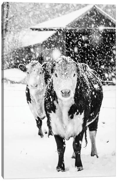 White Winter On The Farm Canvas Art Print - Debbra Obertanec