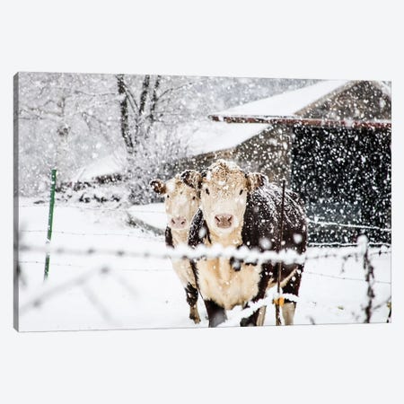 Winter Cows Canvas Print #DEO99} by Debbra Obertanec Canvas Art Print