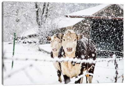 Winter Cows Canvas Art Print - Debbra Obertanec