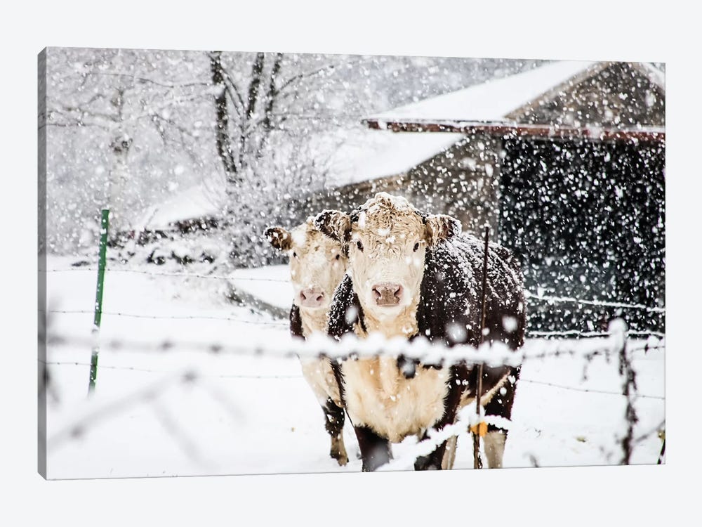 Winter Cows by Debbra Obertanec 1-piece Art Print