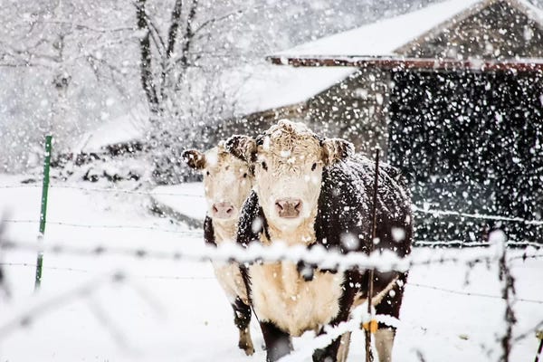 Snowscapes: Winter Cows by Debbra Obertanec