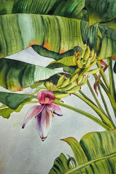 Fine Art Print: Banana Tree by Delnara El