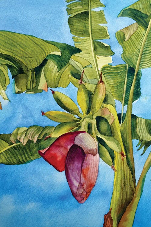 Banana Bloom by Delnara El wall art