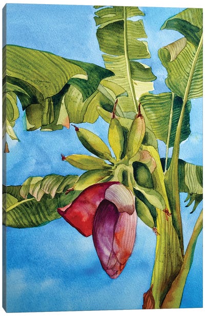 Banana Bloom Canvas Art Print - Delnara El