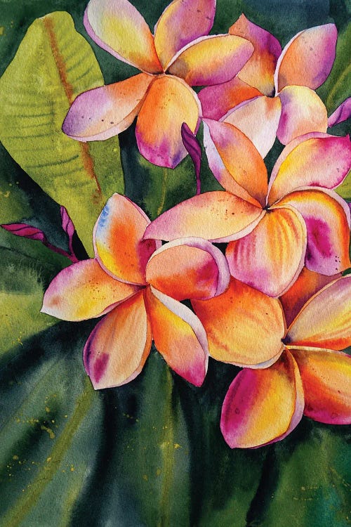 Frangipani Flower by Delnara El wall art