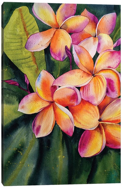Frangipani Flower Canvas Art Print - Delnara El