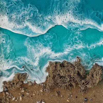 Tree Oceans II by Delnara El framed canvas print