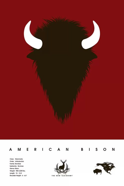 American Bison