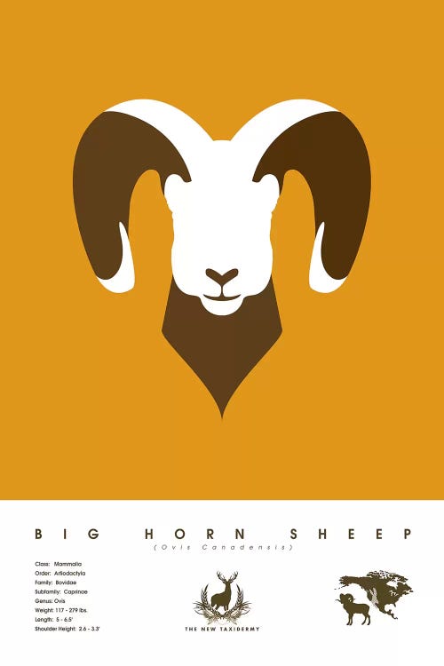 Big Horn Sheep