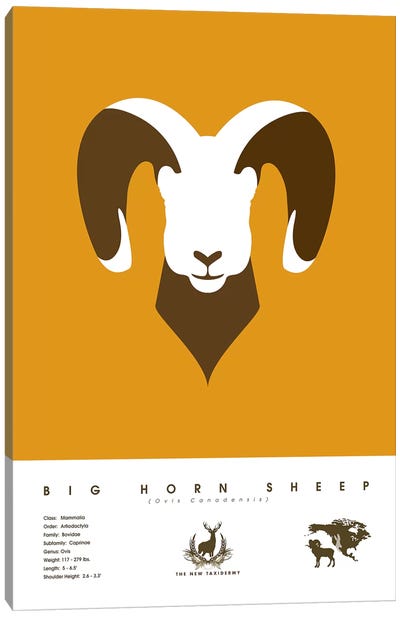 Big Horn Sheep Canvas Art Print - Kids Educational Art