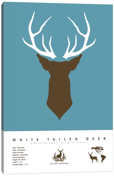White Tailed Deer Canvas Art Print - Kids Educational Art