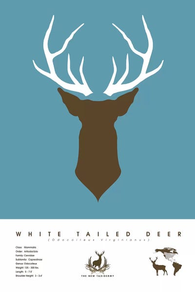 Kids Educational Art: White Tailed Deer by 2046 Design