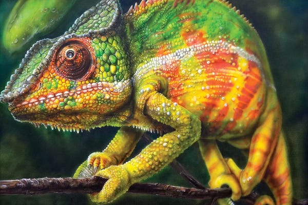 Chameleons: Chameleon Panther by Derek Turcotte