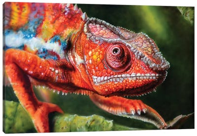 Chameleon Red Canvas Art Print - Derek Turcotte