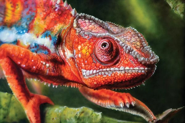 Lizards: Chameleon Red by Derek Turcotte