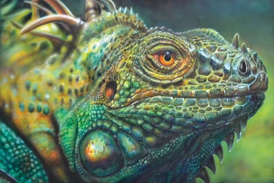 Costa Rica Iguana by Derek Turcotte framed canvas print