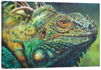 Costa Rica Iguana Canvas Art Print - Derek Turcotte
