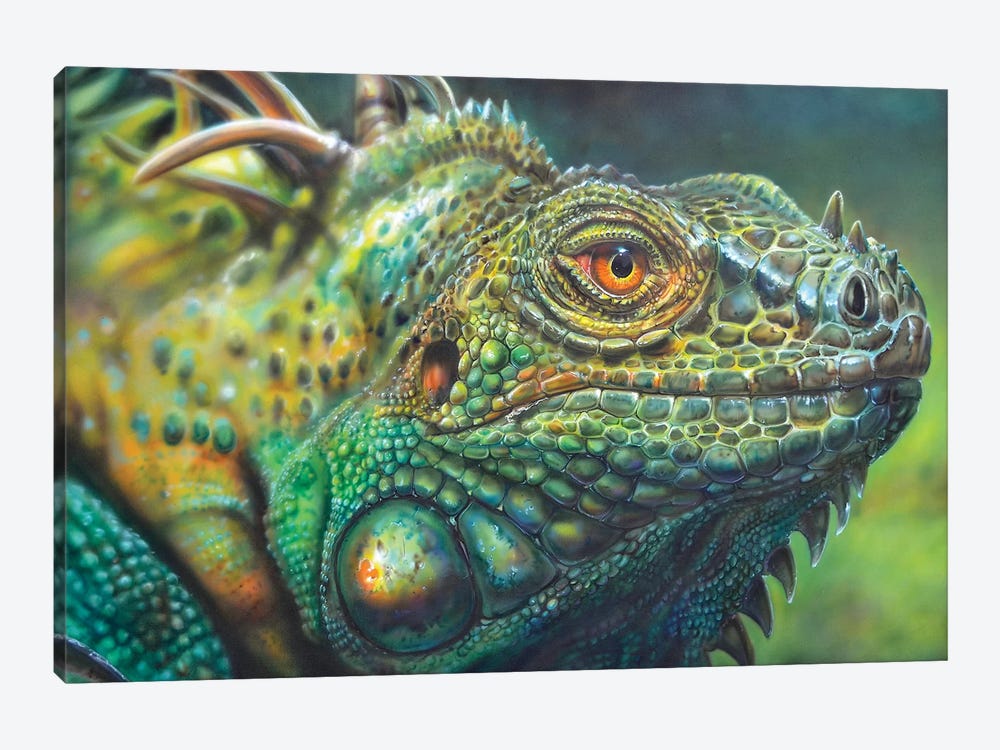 Costa Rica Iguana by Derek Turcotte 1-piece Canvas Art