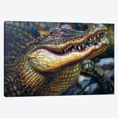Crocodile Canvas Print #DET15} by Derek Turcotte Canvas Print