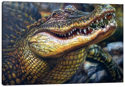 Crocodile Canvas Art Print - Derek Turcotte