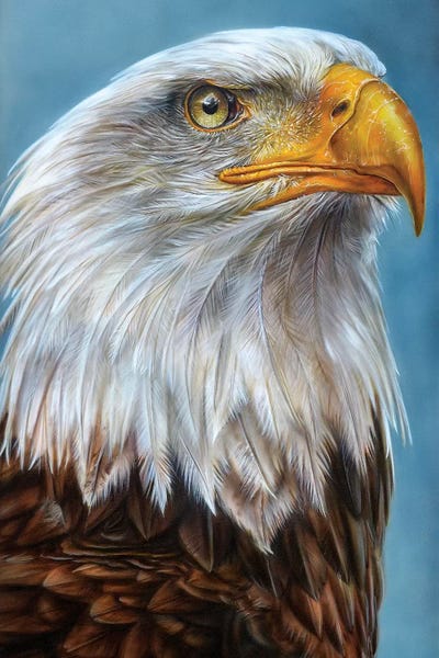 Eagle by Derek Turcotte framed wall art