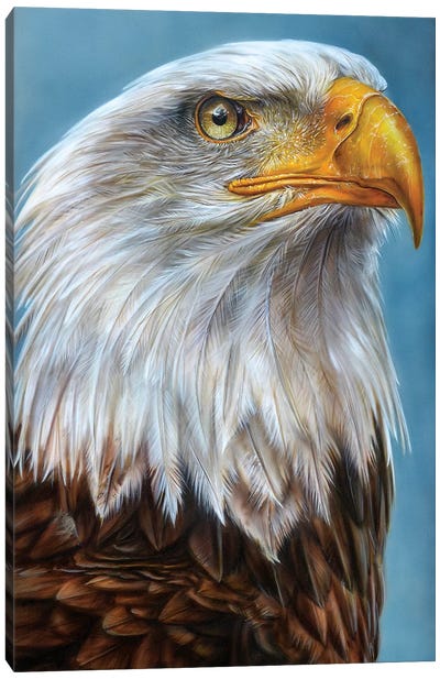 Eagle Canvas Art Print - Derek Turcotte