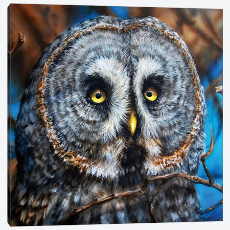 Great Grey Owl Canvas Print #DET23} by Derek Turcotte Canvas Print