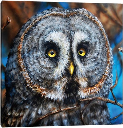 Great Grey Owl Canvas Art Print - Derek Turcotte