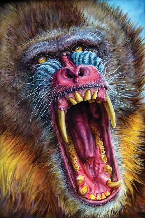 Mandrill by Derek Turcotte wall art