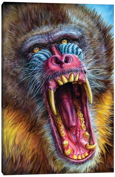 Mandrill Canvas Art Print - Primate Art