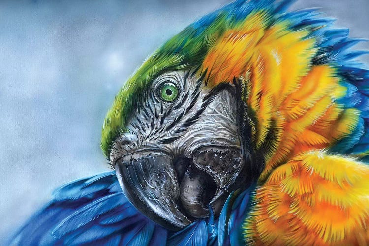 Parrot I by Derek Turcotte wall art