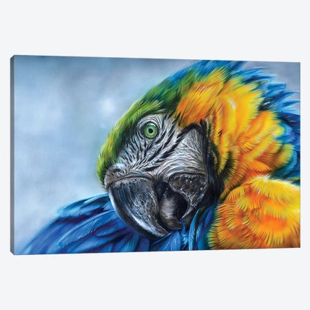 Parrot I Canvas Print #DET40} by Derek Turcotte Art Print